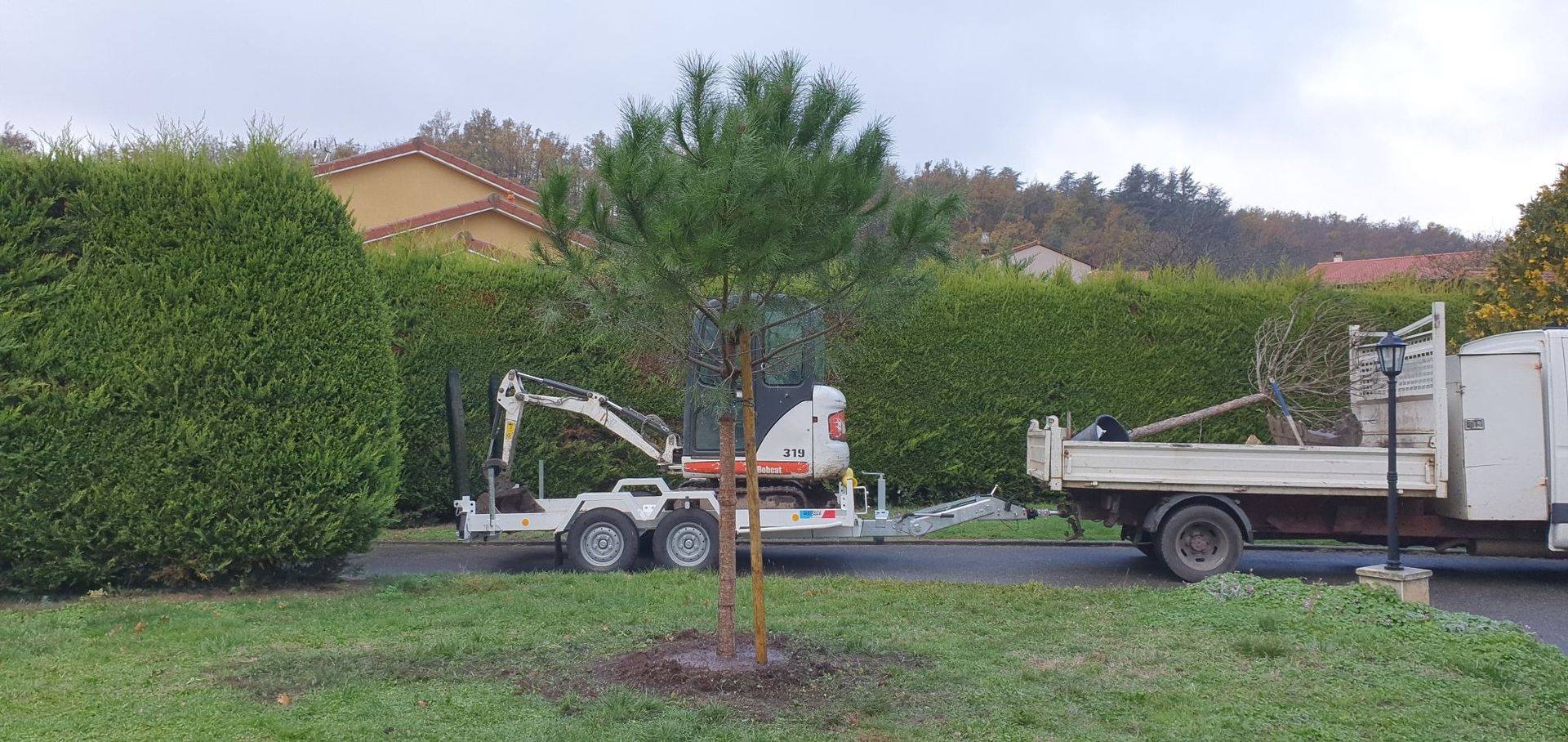 Désouchage arbre mort et plantation pin parasol